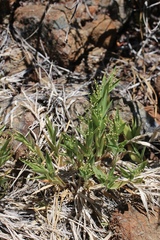 Dichanthelium lanuginosum