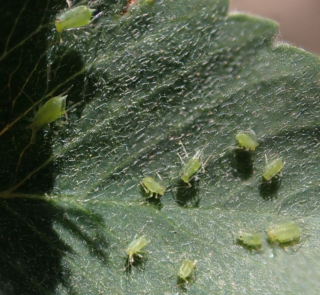 Long-legged Serviceberry Aphid