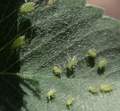 Acyrthosiphon macrosiphum