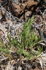 Dichanthelium lanuginosum
