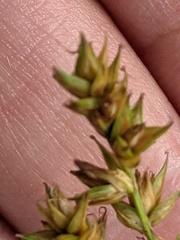 Carex divulsa