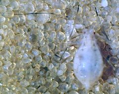 Acyrthosiphon macrosiphum