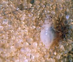 Acyrthosiphon macrosiphum