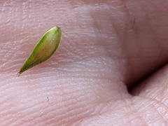 Carex divulsa