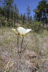 Calochortus howellii