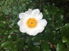 Rosa bracteata