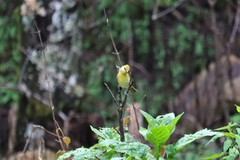 Piranga erythrocephala