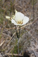 Calochortus howellii