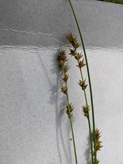 Carex divulsa
