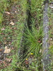 Carex divulsa