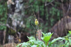 Piranga erythrocephala