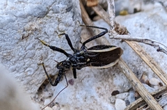 Sphedanolestes lividigaster
