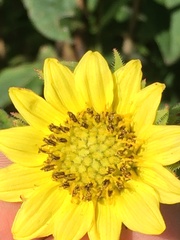 Helianthus resinosus