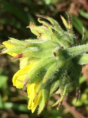 Helianthus resinosus