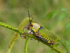 Zonocerus variegatus