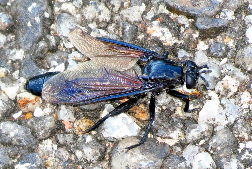 Dolichogaster brevicornis