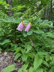 Campanula punctata