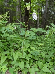 Campanula punctata