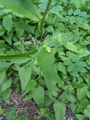 Campanula punctata