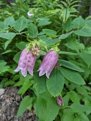 Campanula punctata