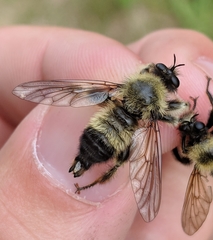 Laphria sacrator
