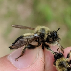 Laphria sacrator
