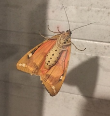 Euplagia quadripunctaria