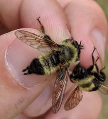Laphria sacrator