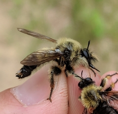 Laphria sacrator