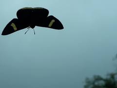 Melanis leucophlegma