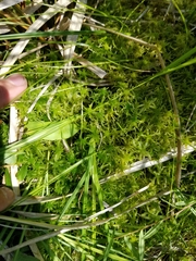 Sphagnum flexuosum
