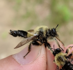 Laphria sacrator