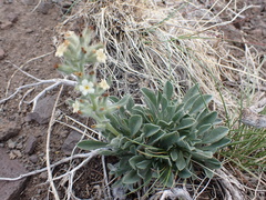 Oreocarya flavoculata