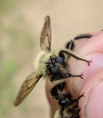 Laphria sacrator