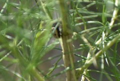 Leptinotarsa lineolata