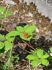 Polygonia c-album
