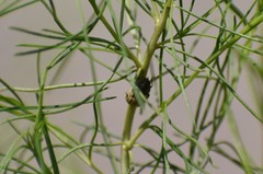 Leptinotarsa lineolata