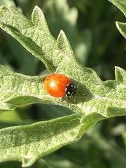 Cycloneda emarginata