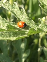 Cycloneda emarginata