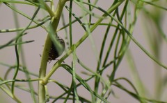 Leptinotarsa lineolata