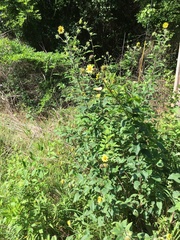 Helianthus resinosus