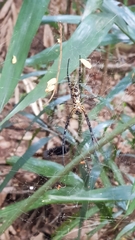 Nephila