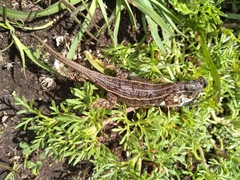 Sceloporus subniger
