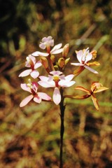 Epidendrum secundum