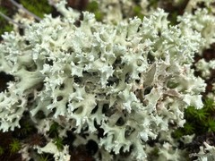 Cladonia caroliniana