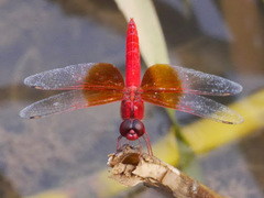 Brachythemis lacustris