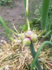 Allium proliferum