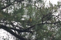 Coccothraustes abeillei