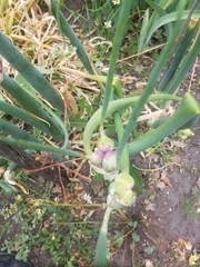 Allium proliferum