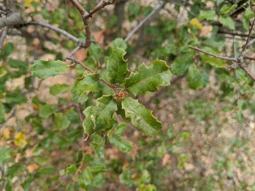 photo of Nuttall's Scrub Oak (Quercus dumosa)